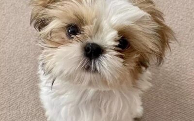 Shih Tzu Puppies For Sale, All You Must Know