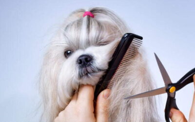 3 Simple Steps To Groom Your Shih Tzu At Home