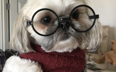 Are Shih Tzu Dogs Smart?