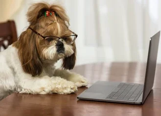 are shih tzu dogs smart