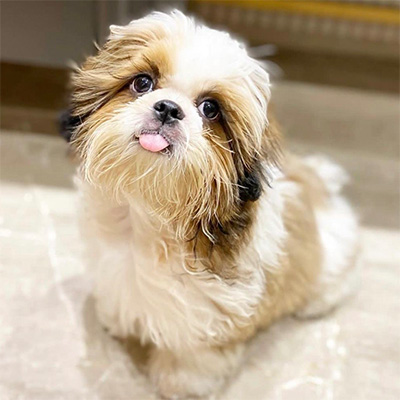 Jojo available shih tzu puppies