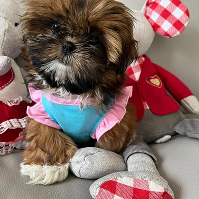 Lila available shih tzu puppies