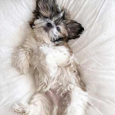 Zeek available shih tzu puppies